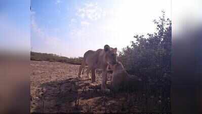 Asiatic lions enter Gujarat’s mangrove habitat