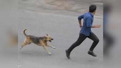 3 dog bite cases in 48 hrs, LMC steps up drive