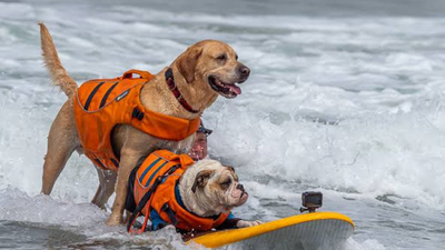 World Dog Surfing Championships: 5 fascinating facts about the California event winning hearts worldwide