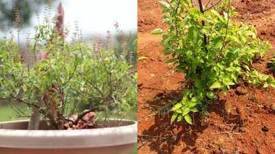 Growing Holy basil (tulsi) in pot vs on land: Which helps in grow better