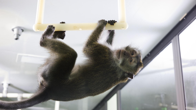 China's pharma companies are facing a 'monkey problem' that they say is as tough as 'negotiating for an Nvidia chip'