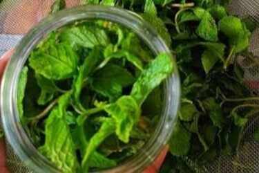 How to store fresh pudina without a refrigerator: 7 easy and practical hacks that actually work
