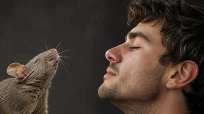 <b>Scientists discover humans and mice may use the same hidden brain system to recognise smells</b>