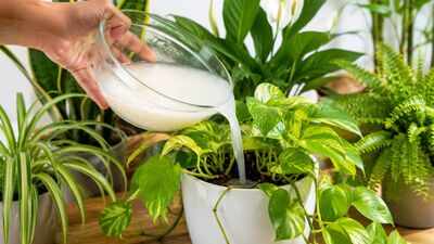 Rice water for plants: 7 plants that grow well with this simple kitchen leftover