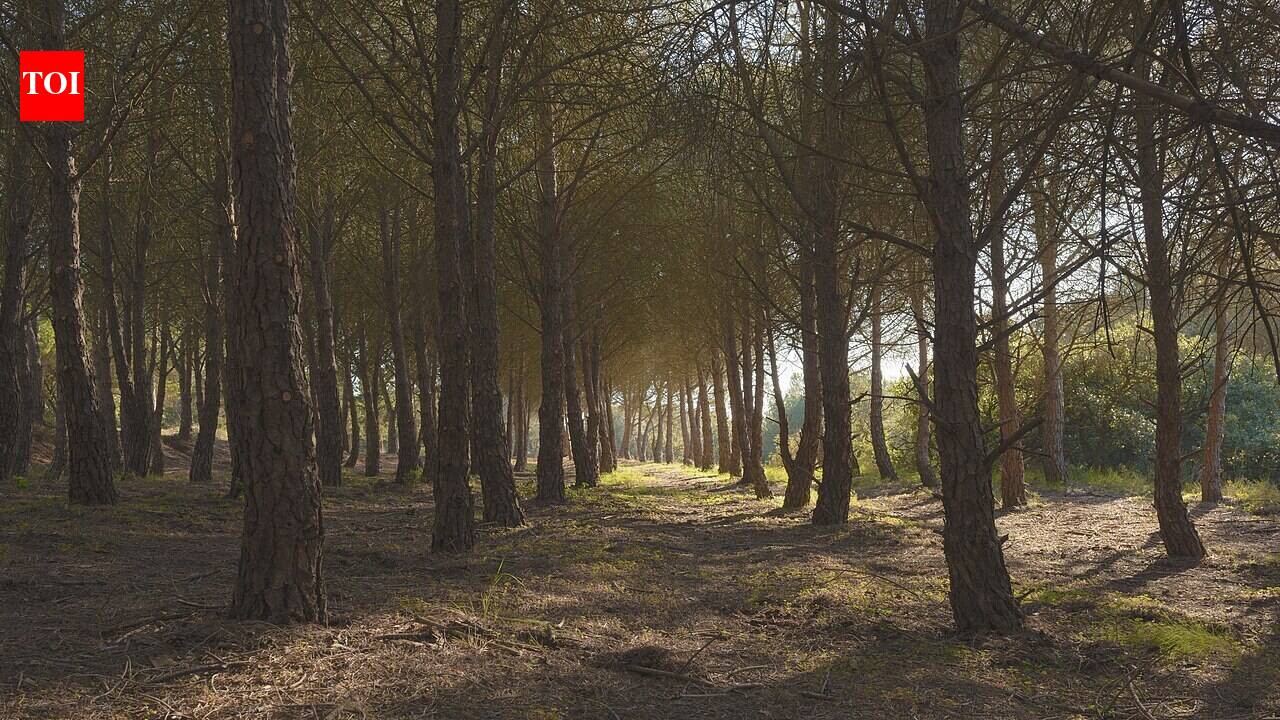 Napoleon III turned a 'dying' swamp into a massive forest: A powerful reminder of how we can shape our future.