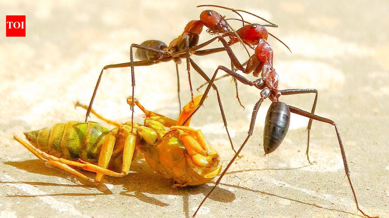 6,000-km-long ant super colony stretching from Portugal to Italy