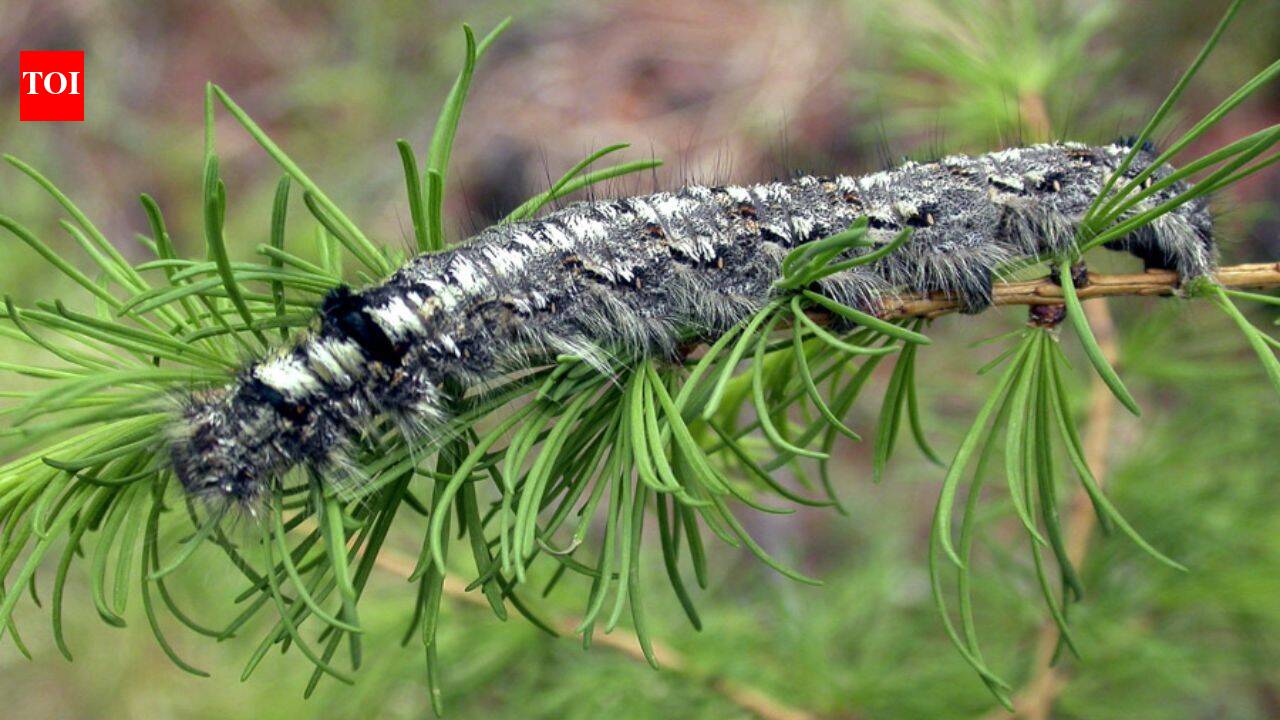 A moth outbreak has killed off forests across Siberia, now the flammable wood is causing wildfires