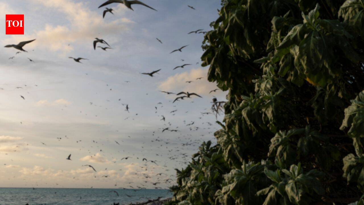 Palau removed invasive rats; a year later, fish biomass rose 183% and leaf nitrogen jumped 80%