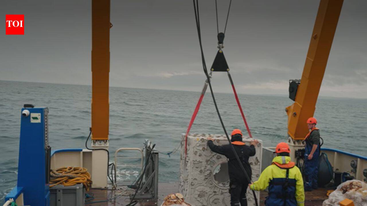 Britain is dropping 20 concrete reef cubes and 44 tons of scallop shells into the sea to bring back native oysters