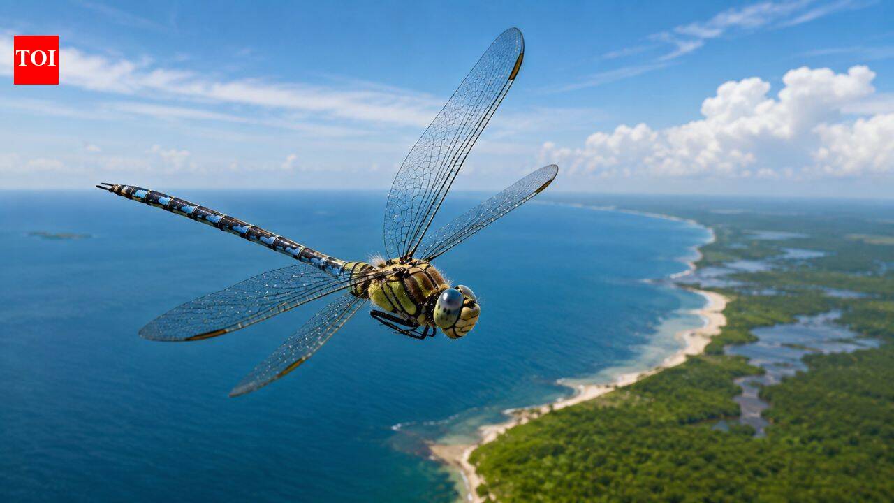 In 2016, Rutgers scientists identified the globe skimmer as the world's longest-flying insect