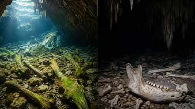 Scientists studied animal bones in South Australia’s underwater caves; those near light carried algae marks while bones in total darkness remained remarkably pristine