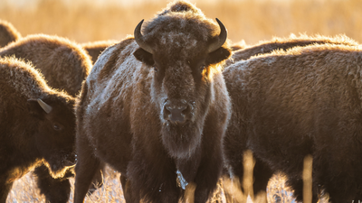 In 1924, Hollywood brought 14 bison to Catalina Island for a movie; when the film crew left, the animals stayed and eventually multiplied beyond 500