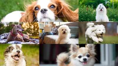 7 Dog breeds that make great companions for seniors