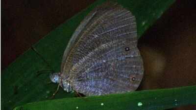 Butterflies are changing where they live across the planet, with climate and extreme weather driving most documented shifts