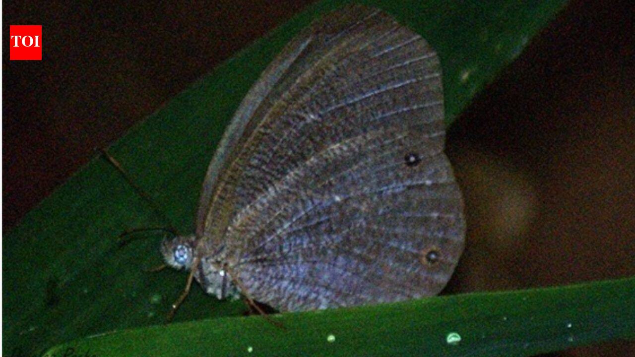 Butterflies are changing where they live across the planet, with climate and extreme weather driving most documented shifts