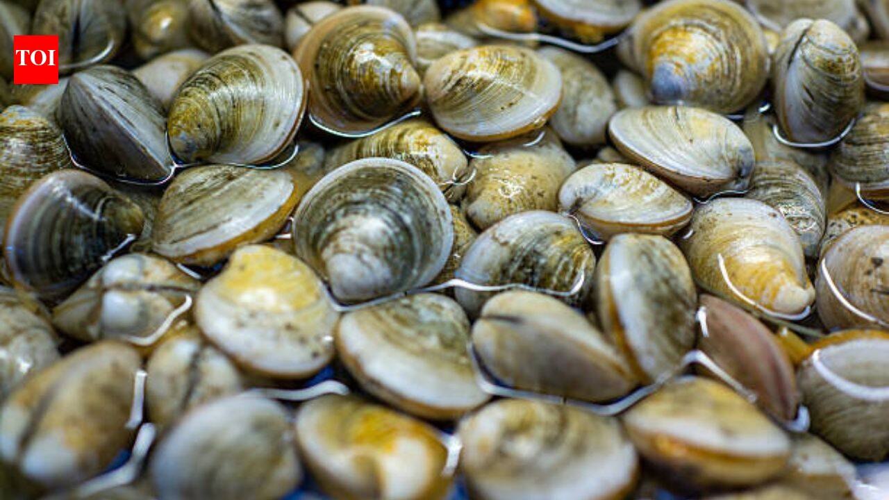 Scientists bred 39 surviving clams in Florida’s Indian River Lagoon; they have since outplanted 65 million