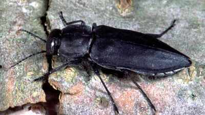 <b>Scientists discover Black pine jewel beetles use heat, smoke and infrared organs to find wildfires using nature’s most sophisticated sensory system</b>” title=”Black fire beetle, Melanophila acuminata. Image Credit: Prof. Schmitz/Wikipedia” decoding=”async” fetchpriority=”high”/></div>
</p></div>
</p></div>
<p> <span title=