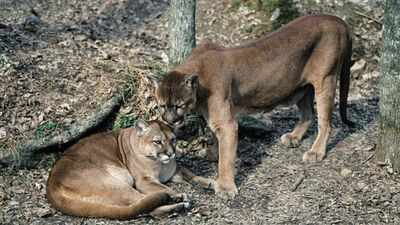 In Washington, Pumas are protecting human lives by preventing vehicle collisions accounting for a 76% reduction in accidents