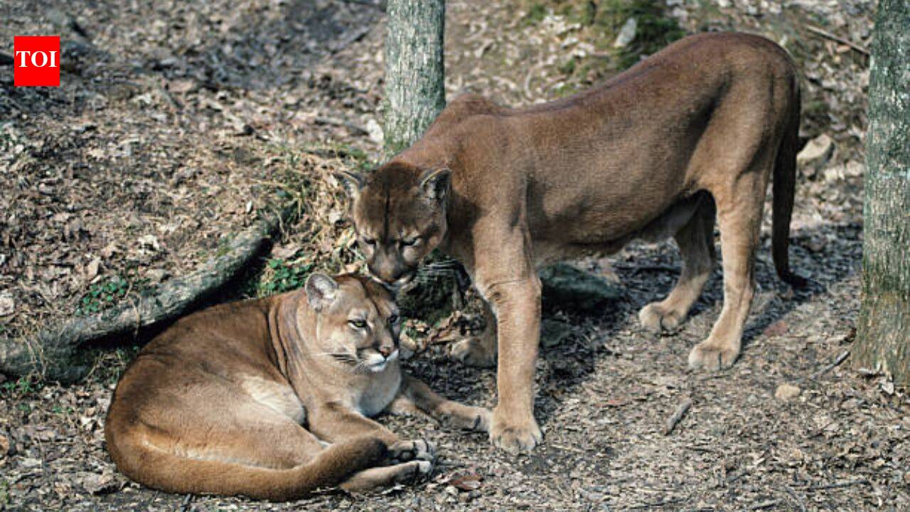 Pumas are protecting human lives by preventing vehicle collisions accounting for a 76% reduction in accidents
