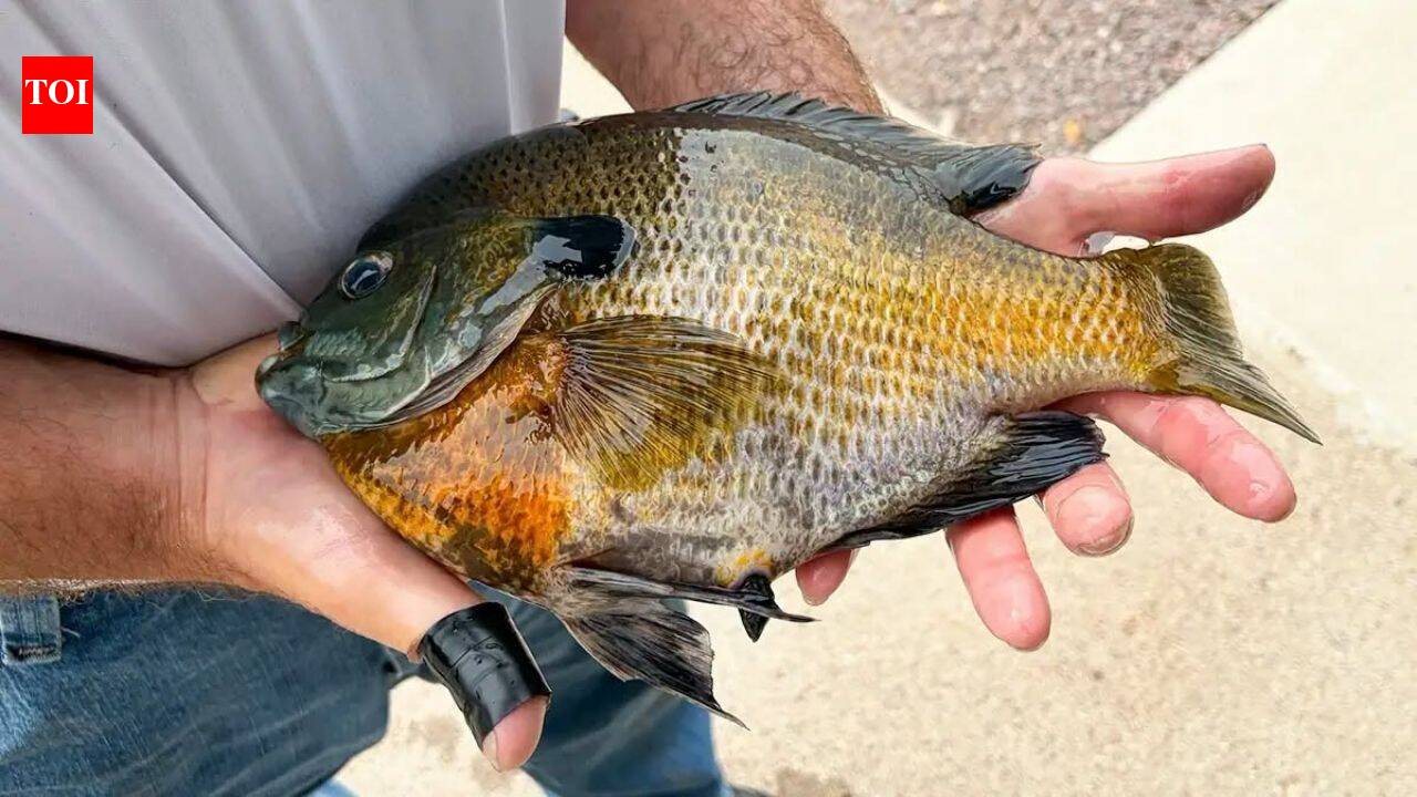Minnesota retiree saved his new rod and landed a 2.21-pound state-record bluegill on day one