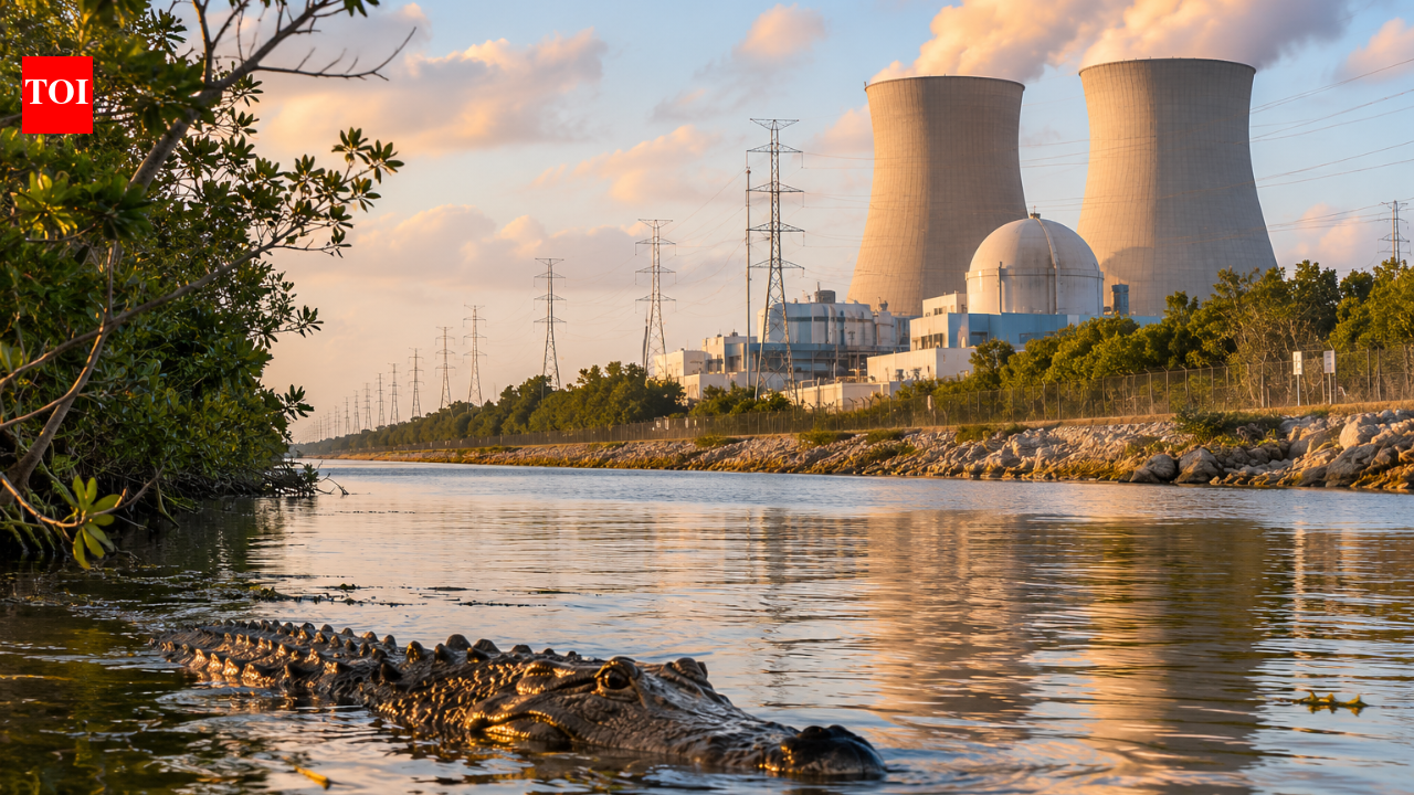 Florida’s nuclear plant became an unlikely home for American crocodiles