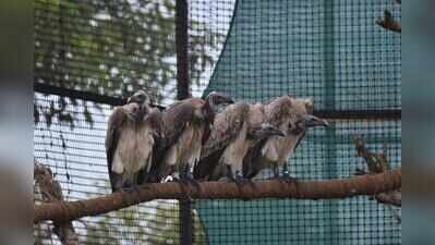 Ten captive-bred vultures take flight in Kaziranga; leap in restoring threatened species in the wild