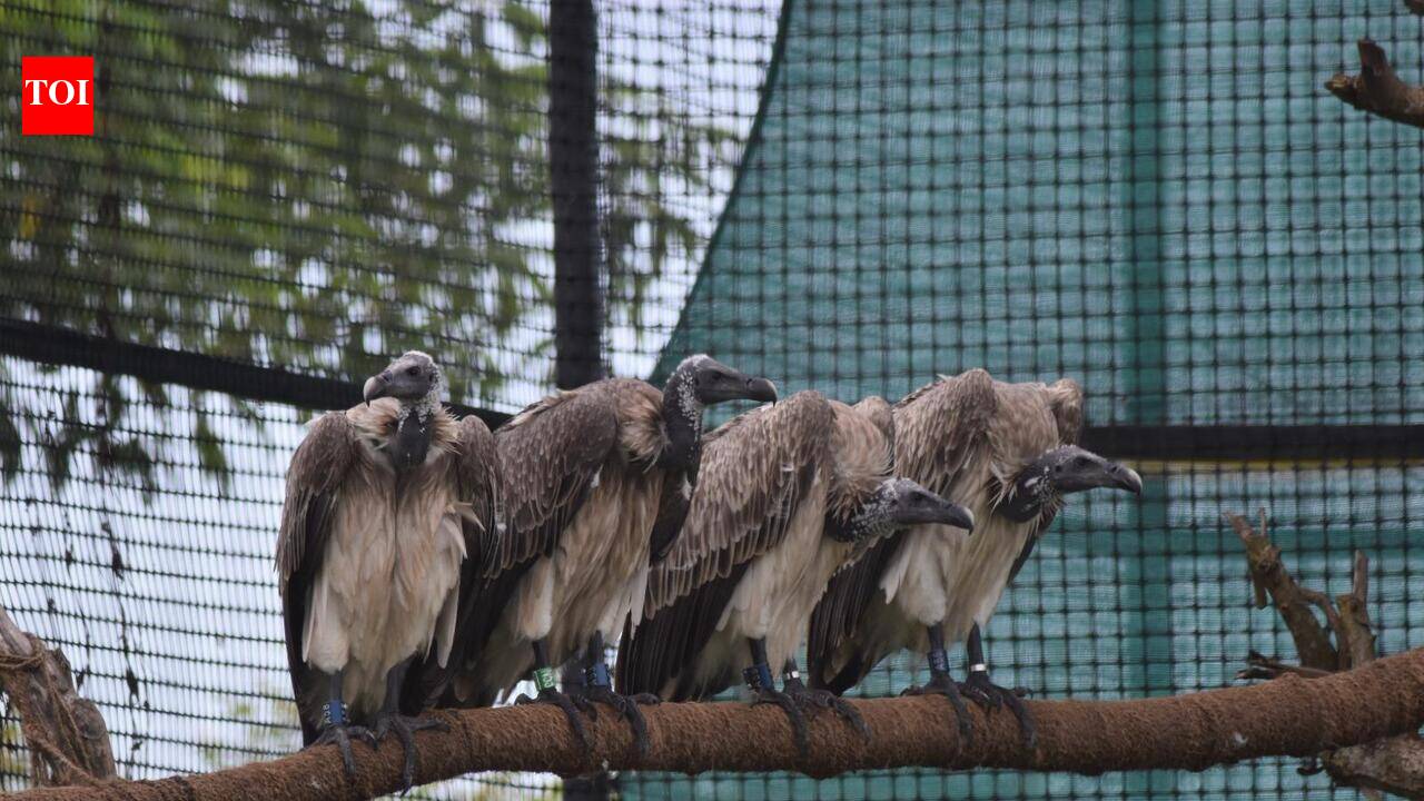 Ten captive-bred vultures take flight in Kaziranga; leap in restoring threatened species in the wild