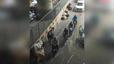 From City Roads to Dumping Grounds: Garbage Chokes Delhi