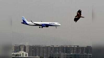 Black kites in skies above Pune Air Force Station & airport pose risk to fighter jets, civil aircraft