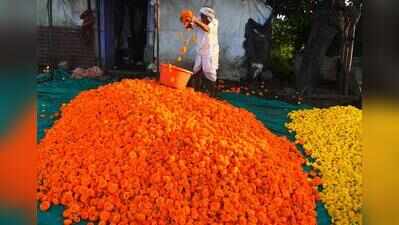 State eyes marigold self-sufficiency within 2 yrs