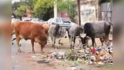 Elderly woman injured by stray cattle, complains to JMC
