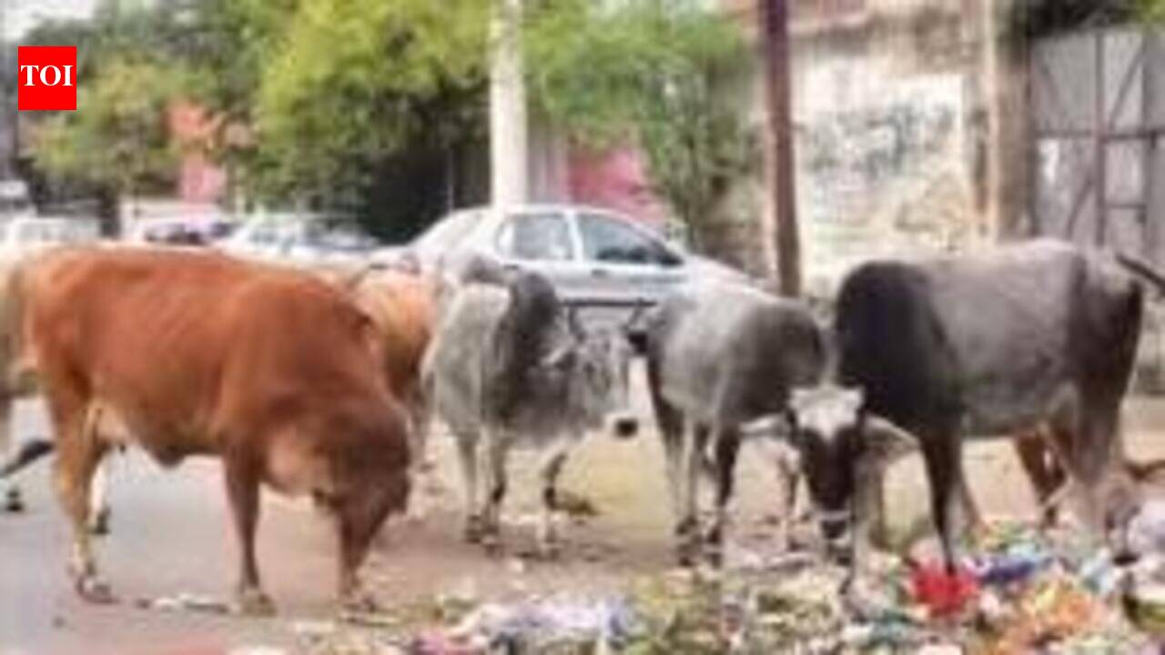 Elderly woman injured by stray cattle, complains to JMC