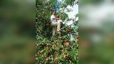 ‘Lacks dedicated logistics network’: Himachal apple growers oppose Railways’ transport plan