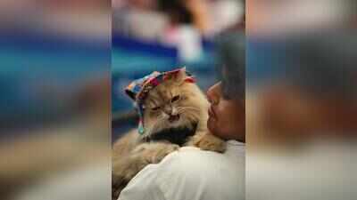 Purr-fectly detached: Why cats are climbing the popularity chart