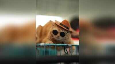 Purr-fectly detached: Why cats are climbing the popularity chart