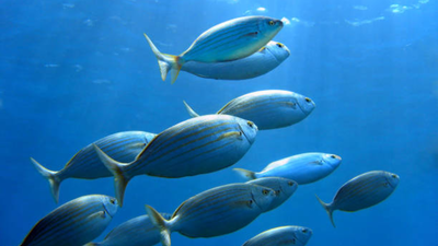 Fish may know who you are: Wild seabream fish learned to identify the diver associated with food, study finds