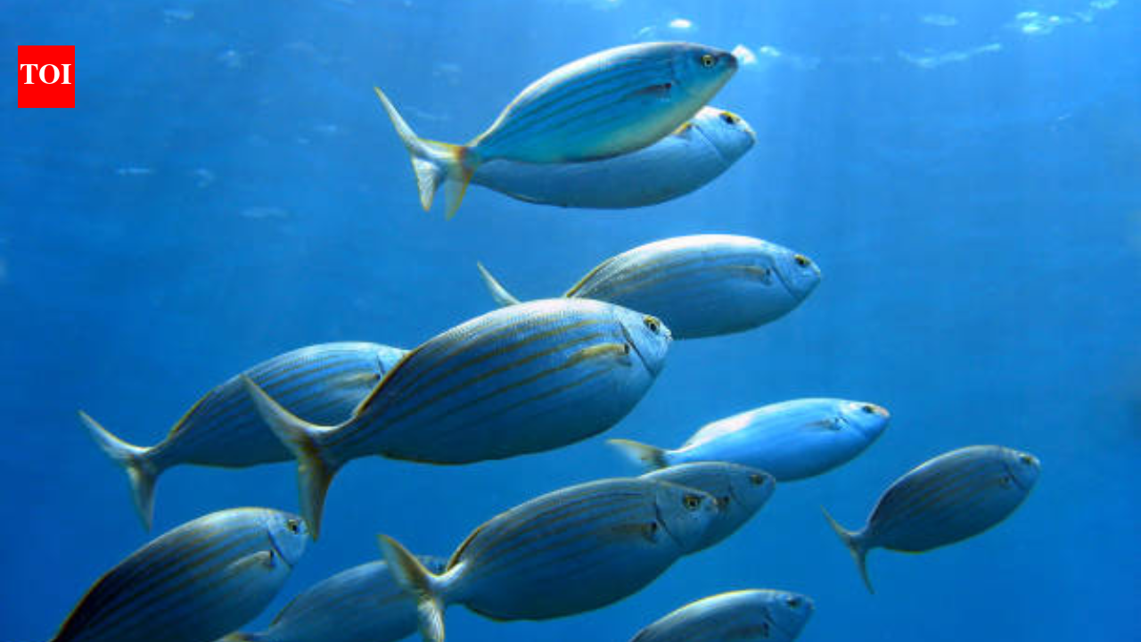 Fish may know who you are: Wild seabream fish learned to identify the diver associated with food, study finds