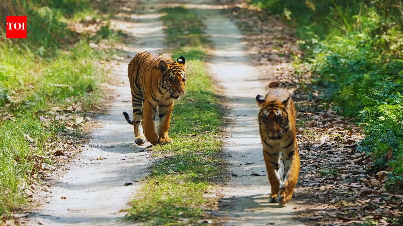Did you know that Manas is more than tigers? 8 elusive wild-cat species found here