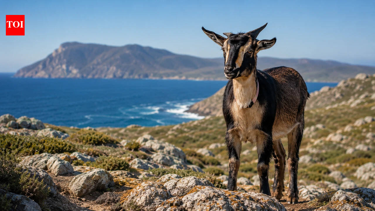 In 1934, the U.S. Navy took over a California island and inherited a feral goat population; 73 years later, their DNA surprised scientists
