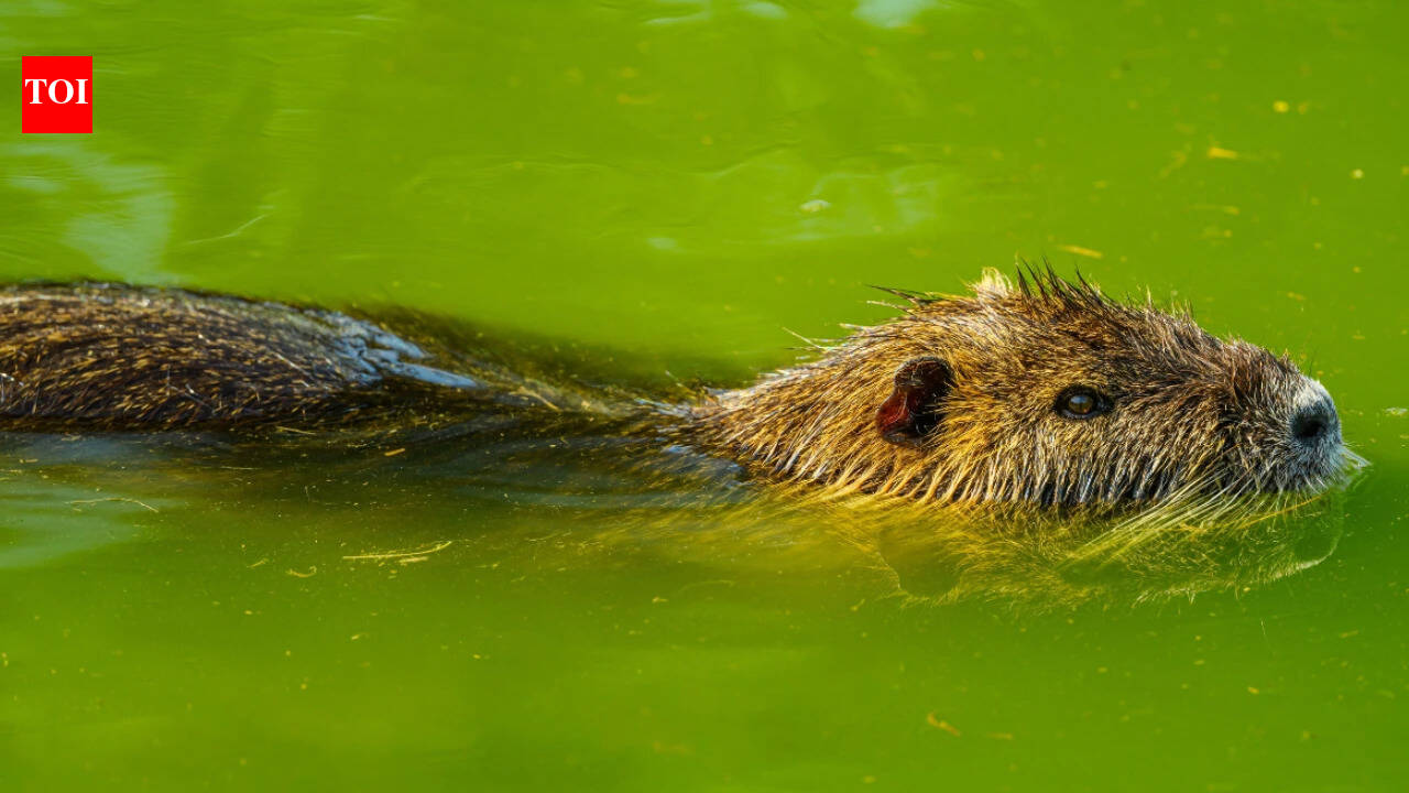 In 1985, a Colorado hairdresser began rescuing entire beaver families; she later relocated more than 1,000 to streams where their dams could help rebuild wetlands