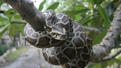 In 2026, Burmese Pythons are not Florida’s only invasive predator, other animals putting native wildlife under growing pressure