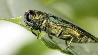 In 2026, Emerald Ash borers continue killing Ash Trees across North America; How one tiny beetle is transforming forests ⁩