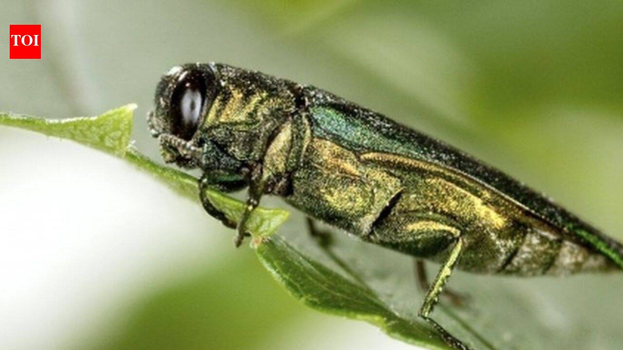 In 2026, Emerald Ash borers continue killing Ash Trees across North America; How one tiny beetle is transforming forests ⁩