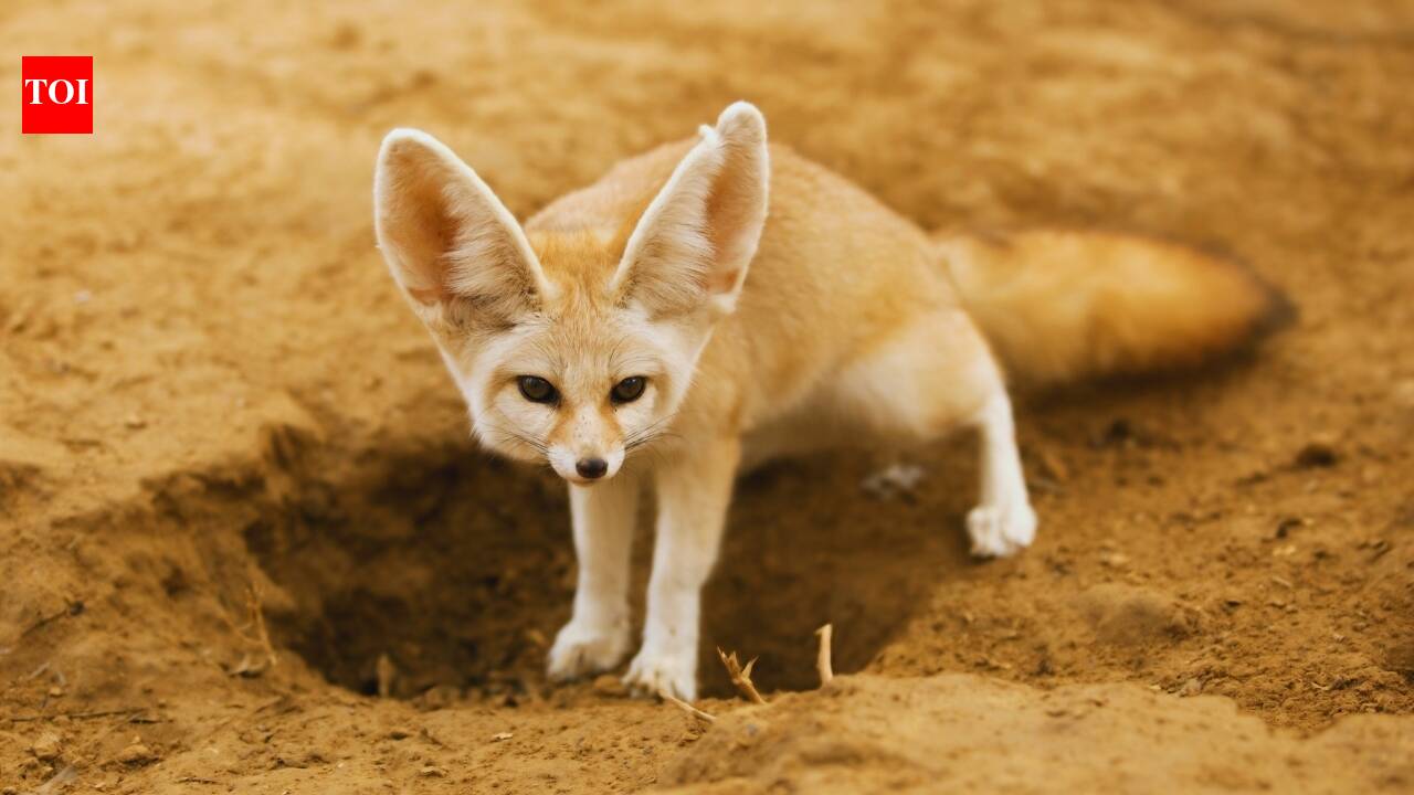 7 extraordinary animals travellers can see in some of Earth’s harshest places