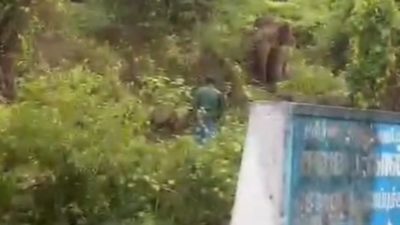 Man arrested for chasing wild elephant near Pollachi