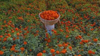 Is there a marigold in your life? Inside the Marigold Theory of relationships and why it is important in life