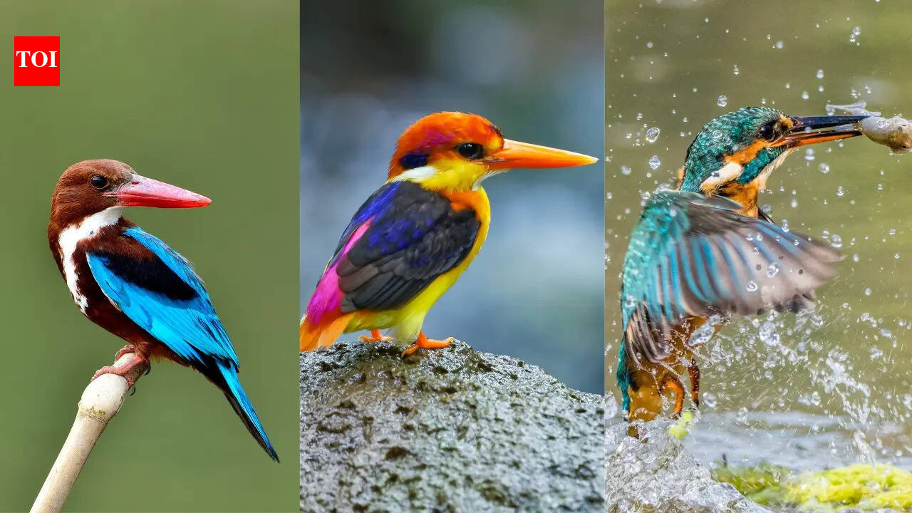 From tiny forest jewels to giant river hunters: 12 kingfishers species to spot in India