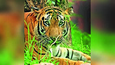 Over 300 Jainti families agree to move out for Buxa tiger project