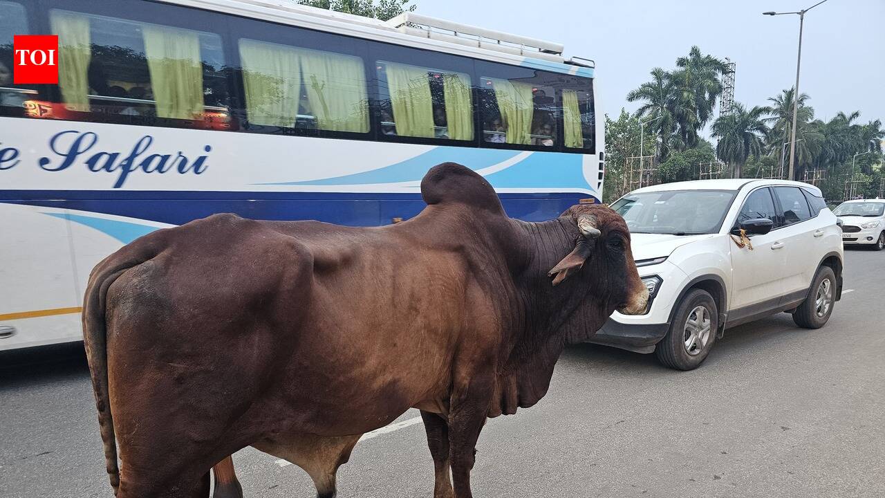 To curb NH accidents by strays, Odisha plans shelters every 100m