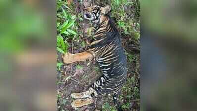 Melanistic tigress dies of rare infection in Similipal’s core area